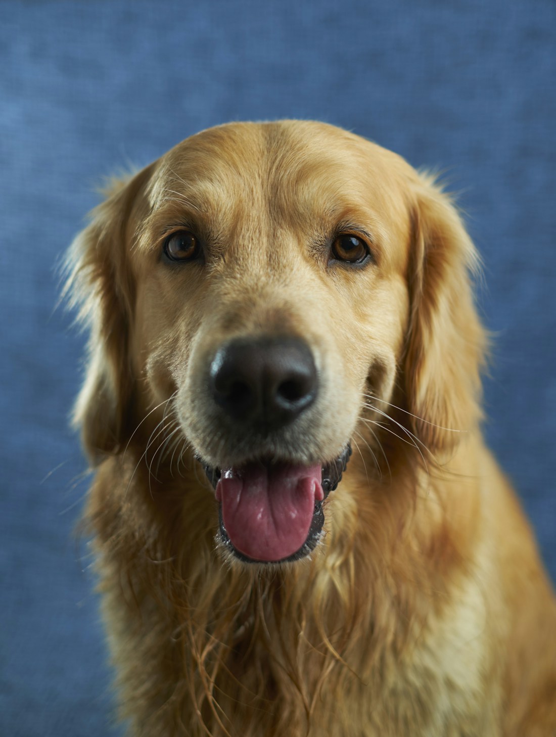 Happy golden retriever looking at camera